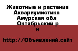 Животные и растения Аквариумистика. Амурская обл.,Октябрьский р-н